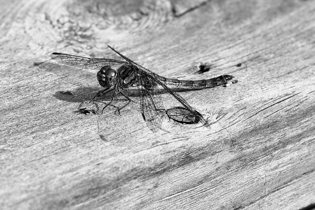 Dragonfly shot in black and whitewith spread wings on a wooden railing