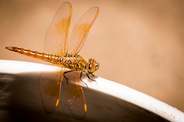 Dragonfly - side view close up