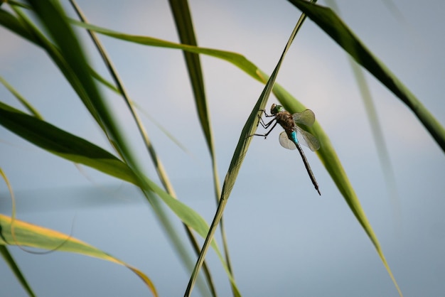 A dragonfly sits on a blade of grass in front of a lake.