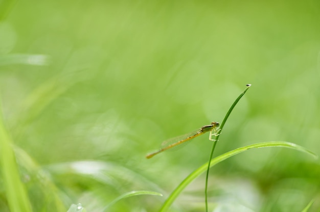 A dragonfly sits on a blade of grass in the rain.