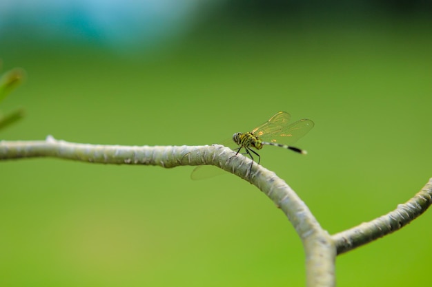 Foto una libellula si siede su un ramo con uno sfondo verde.