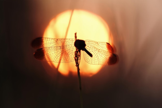 A dragonfly sits on a branch with the sun behind it.