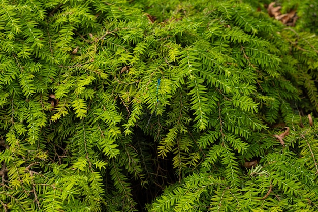 Photo a dragonfly sits on the branches of a canadian yew