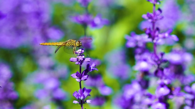 A dragonfly sits on a flower in front of a purple flower