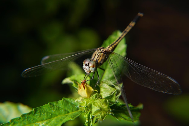 A dragonfly sits on a flower in the garden.