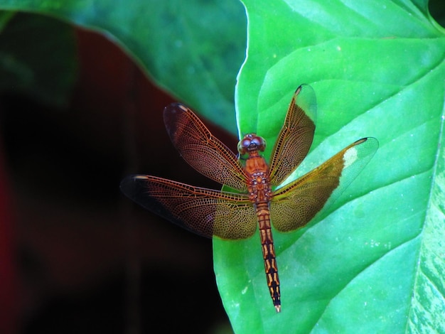 Photo a dragonfly sits on a green leaf.