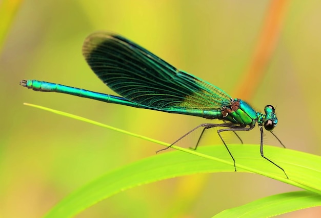 A dragonfly sits on a leaf with its wings open.