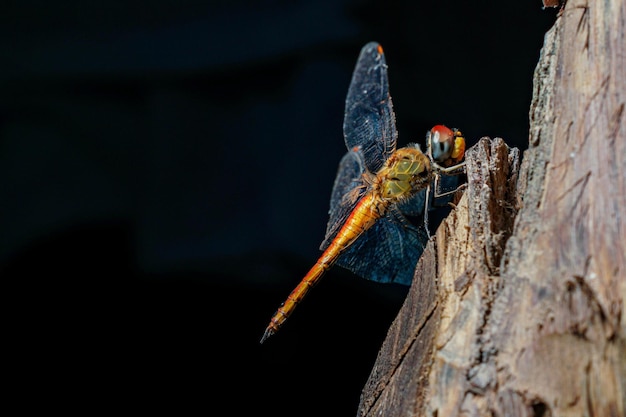 A dragonfly sits on a log with its wings spread out.