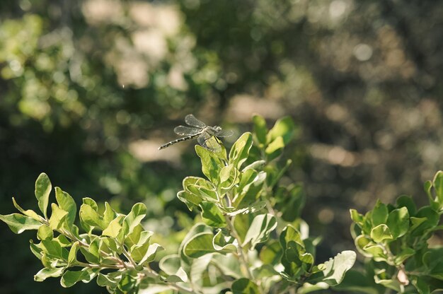 A dragonfly sits on a plant in a garden.