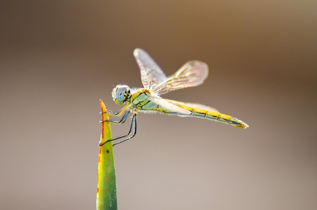 Dragonfly sits on the tip of green leaf