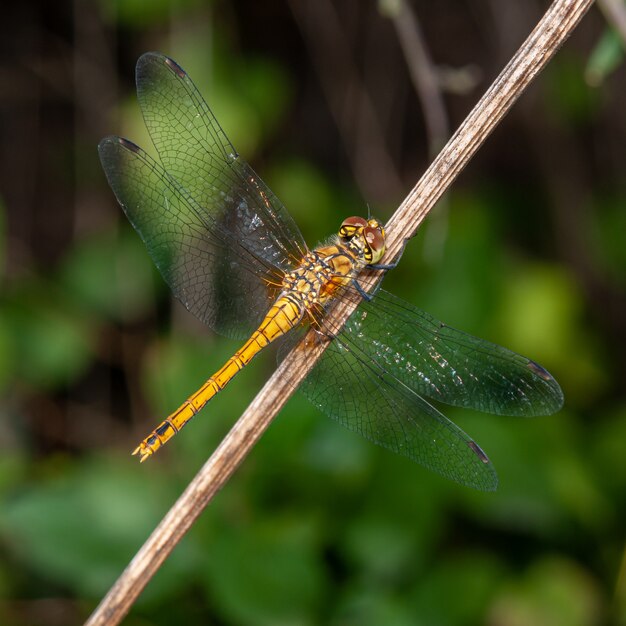 Foto libellula che si siede sul gambo asciutto