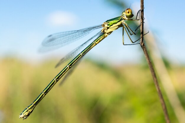 Dragonfly sitting on a dry stick