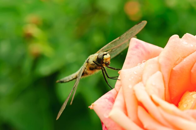 Dragonfly sitting on the rose in garden macro natural background