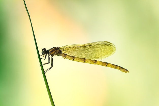 自然の生息地、野生生物の茎に座っているトンボ