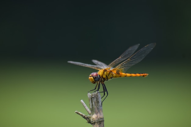 Libellula seduta su un bastone, libellula rossa seduta su un bastone di albero secco, libellula seduta su un bastone nel caldo sole estivo