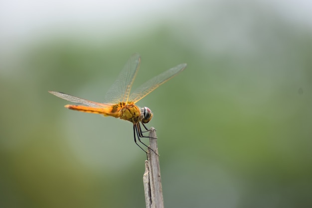 Dragonfly sitting on a stick, Red dragonfly sitting on dry tree stick, Dragonfly sitting on stick in warm summer sunshine