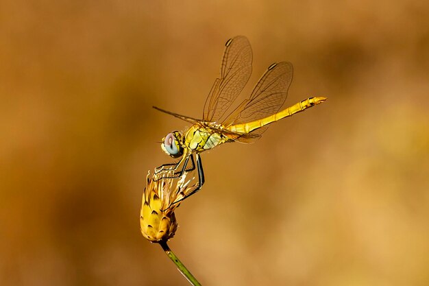 Dragonfly on small flower without petals