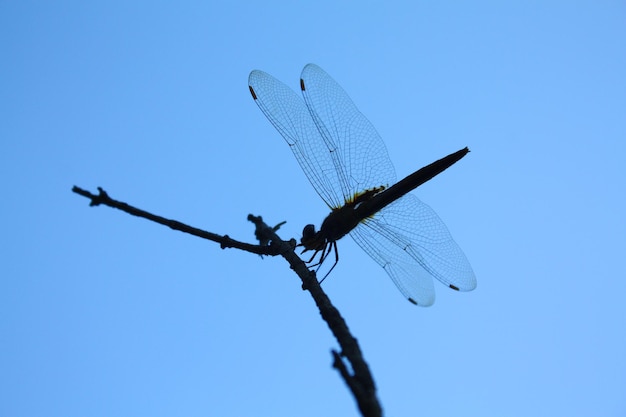 Photo dragonfly standing on branch