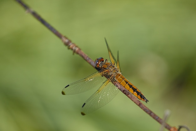 The Dragonfly on the steel wire