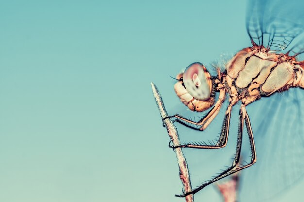 Photo dragonfly on a twig