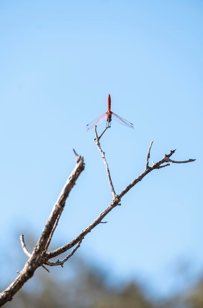 La libellula sui ramoscelli