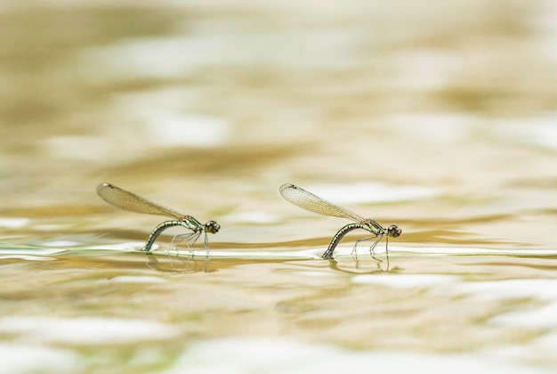 Photo dragonfly in unique pcace