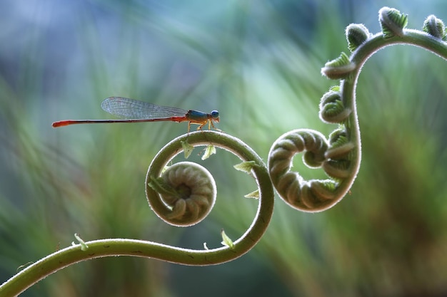 Foto libellula in un posto unico