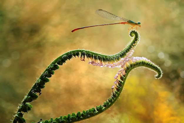 Foto libellula in un posto unico