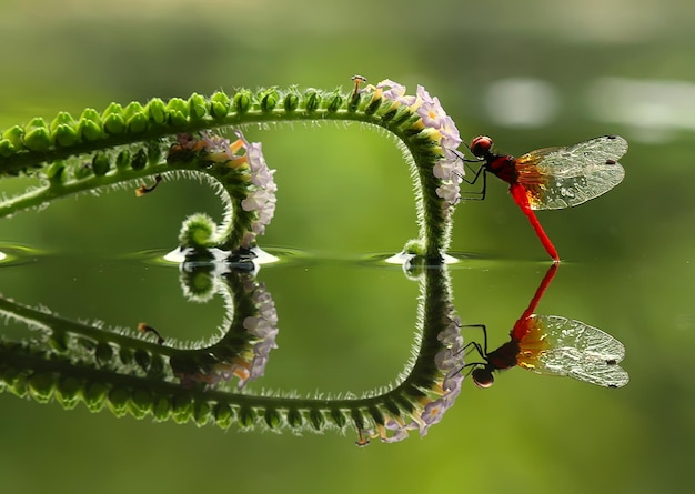 Foto libellula in un posto unico