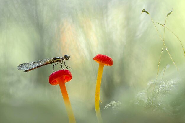 Foto libellula in un posto unico