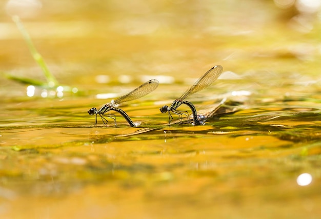 Photo dragonfly in unique place