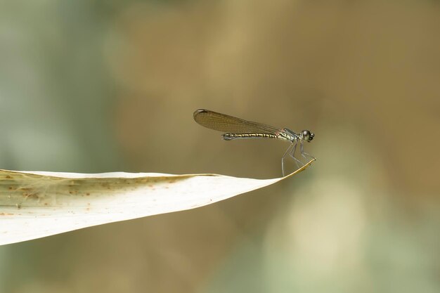 Foto libellula in un posto unico