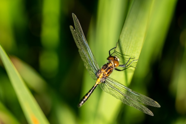 Dragonfly on a Wetland Reed