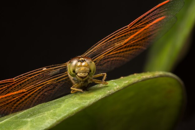 dragonfly wild black closeup wing background