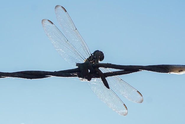 Foto una libellula su un filo con il cielo sullo sfondo