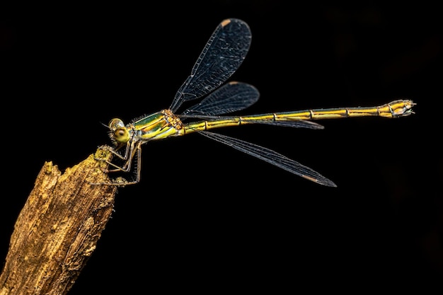 Foto una libellula con uno sfondo nero