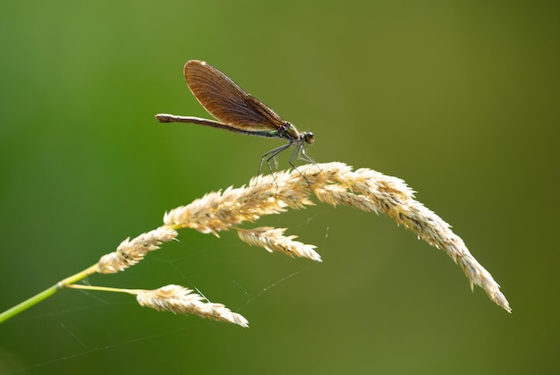 Photo dragonfly with brown wings on a grass