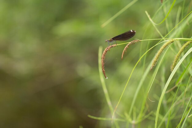 Photo a dragonfly with brown wings rests on a spikelet on a green grassy background with copy space