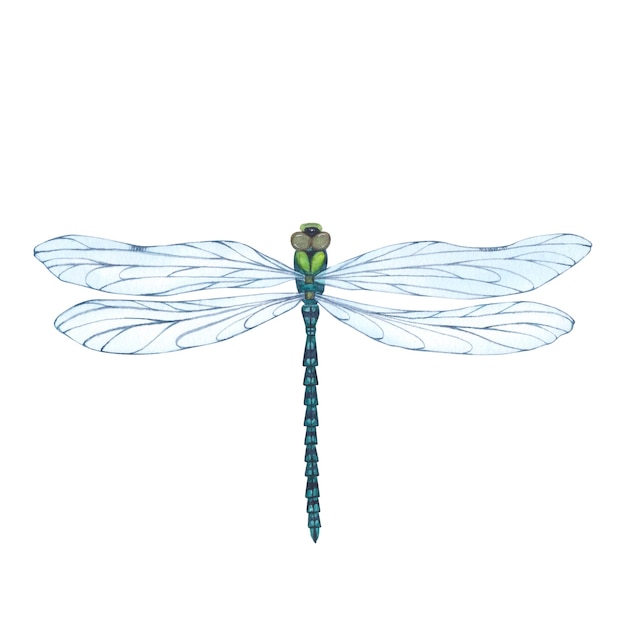 Dragonfly with detailed wings isolated Watercolor hand drawn realistic flying insect llustration for design