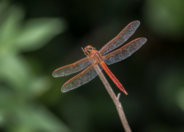 A dragonfly with a red tail sits on a twig.