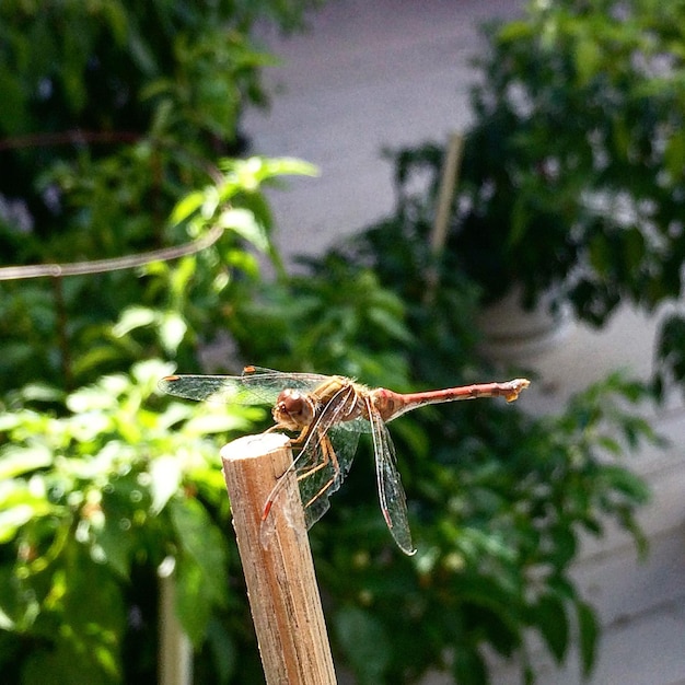 Photo dragonfly on wood