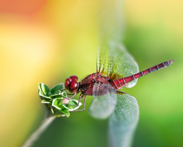 Dragonfly zit op een tak