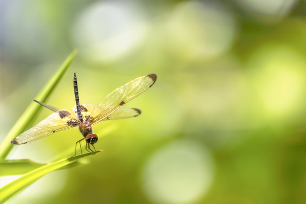 Dragonfly zittend op groen gras