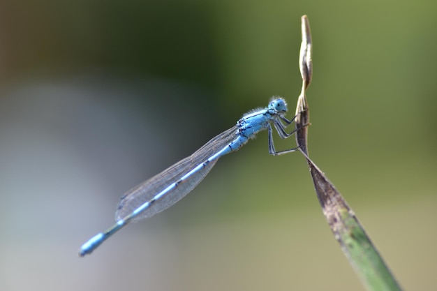 Photo dragonfly