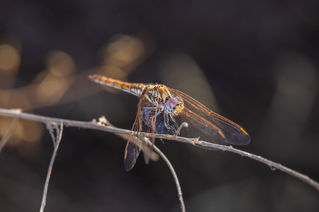 Dragonfly 