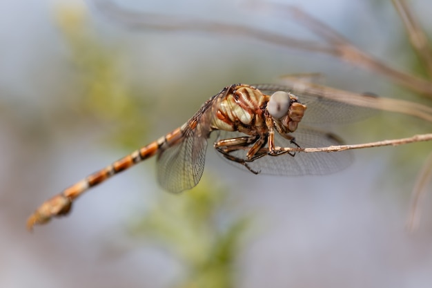 Dragonfly