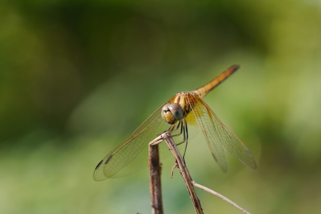 dragonfly