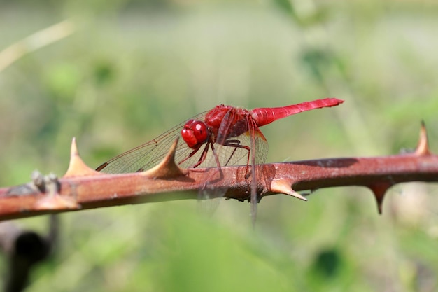 Dragonfly