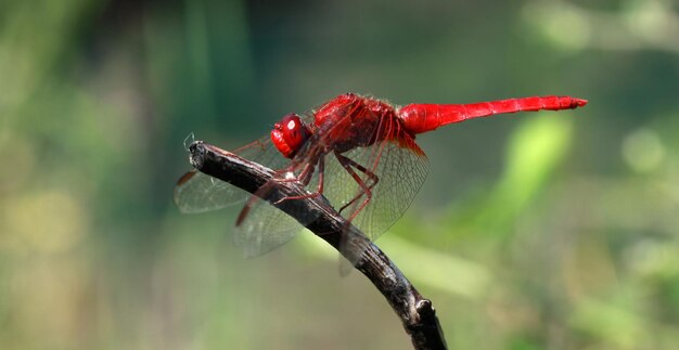 Dragonfly