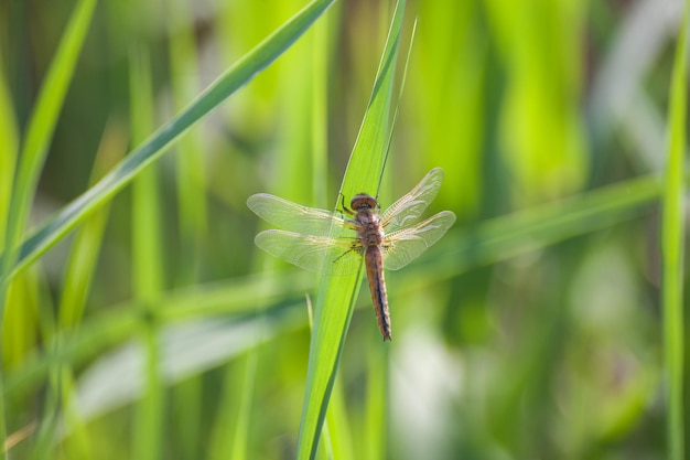 Dragonfly